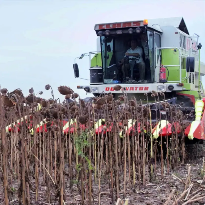 кукурузная жатка