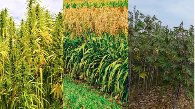 кукурузная жатка